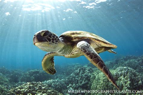 Ultimate Guide to Sea Turtle Photography|Underwater Photography Guide