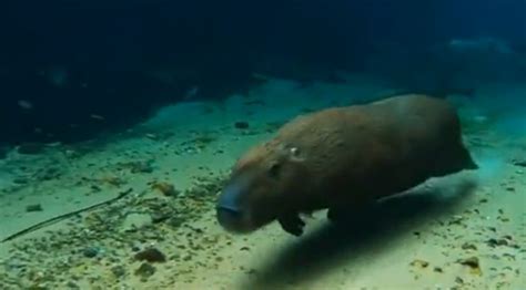 Watch A Capybara Run Under Water