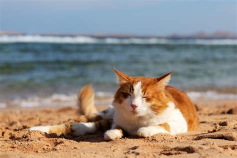 Summer Cat Wallpaper Images - WallpaperSafari