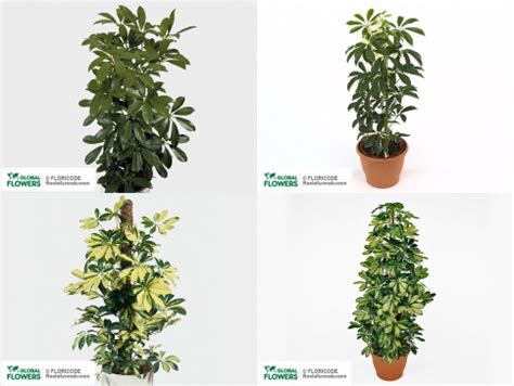 Schefflera — care and cultivation, watering, reproduction | Global Flowers