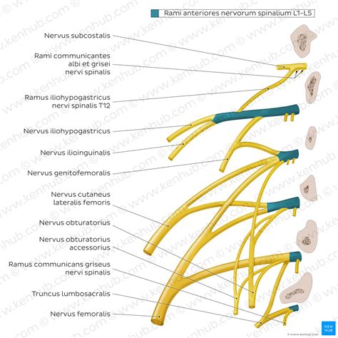 Plexus lumbalis und Plexus sacralis: Aufbau und Funktion | Kenhub