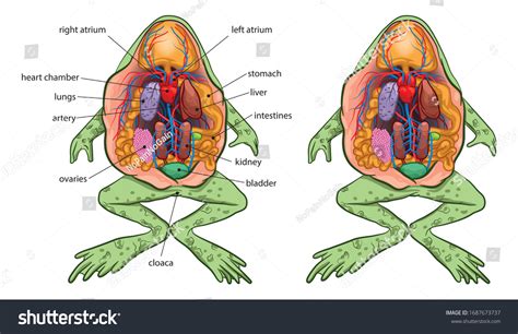 998 Amphibian Anatomy Images, Stock Photos, 3D objects, & Vectors ...