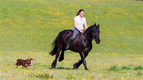 What Are Friesian Horses Used For? 5 Uses That May Surprise!