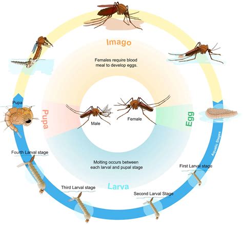 Mosquito Life Cycle: How Long Does a Mosquito Live?