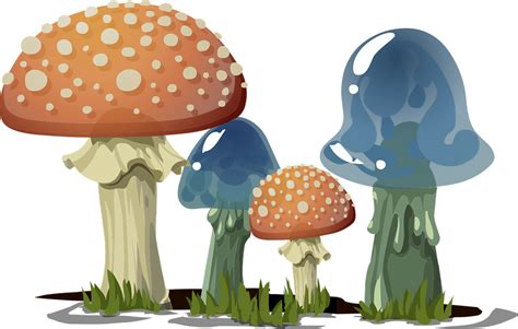 Mushrooms Toadstools Fungi · Free vector graphic on Pixabay