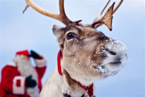 Group Reindeer Safari & Reindeer farm visit from Levi | Easy Travel ...