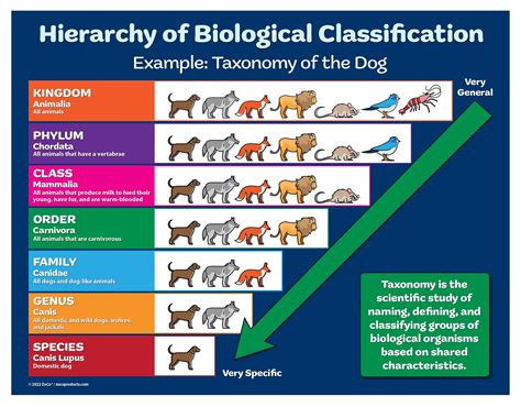 Buy ZOCO - Biology - Hierarchy of Biological Classification - Taxonomy ...