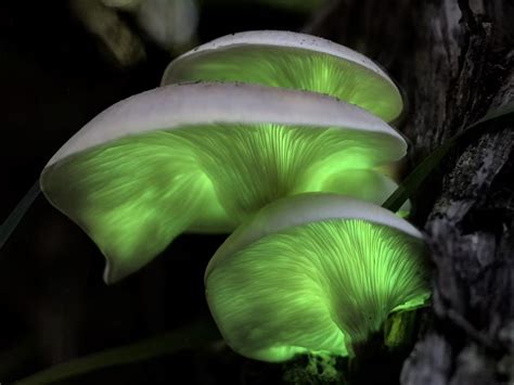 Scientists explain Tasmania's glowing aurora australis, sea sparkle ...