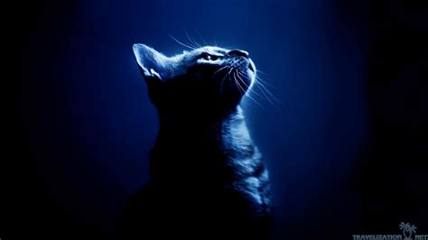 Cool Cat Wallpapers HD - Wallpaper Cave