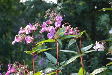 Fresh insight into invasive plant that blights UK rivers