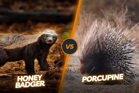 Honey Badger Vs Porcupine: Fearless Predator & Spiky Defender