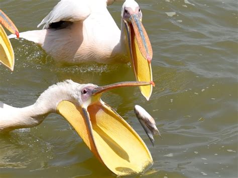 Lake Tana hippos and birds, Ethiopia – DivingmoreDivingmore