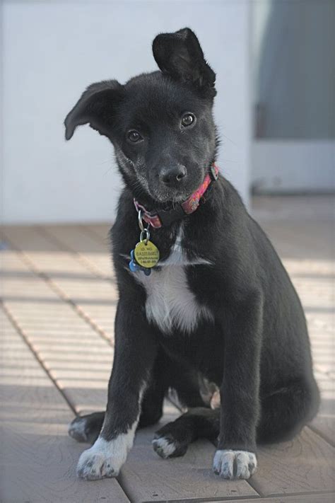 Gomer needs a little brother! | Mutt puppies, Puppies, Cute animals