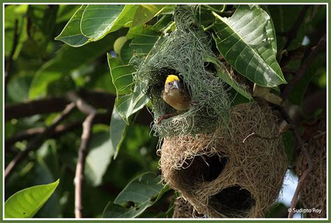 Baya Weaver Nest - India Travel Forum | IndiaMike.com