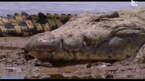 Gustave the african monster croc - YouTube