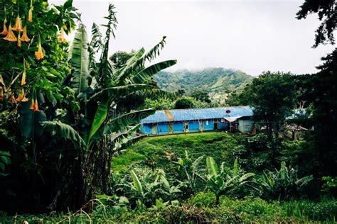 Jungle Fauna and Flora in Boquete, Panama. Tropical Rainforest. Stock ...