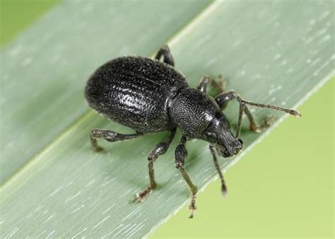 Root Weevils | USU