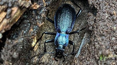 Appeal for help to find rare beetle in Devon and Cornwall - BBC News