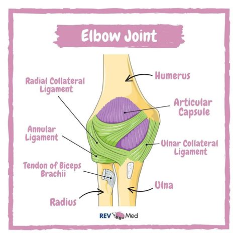 Elbow Hinge Joint Diagram