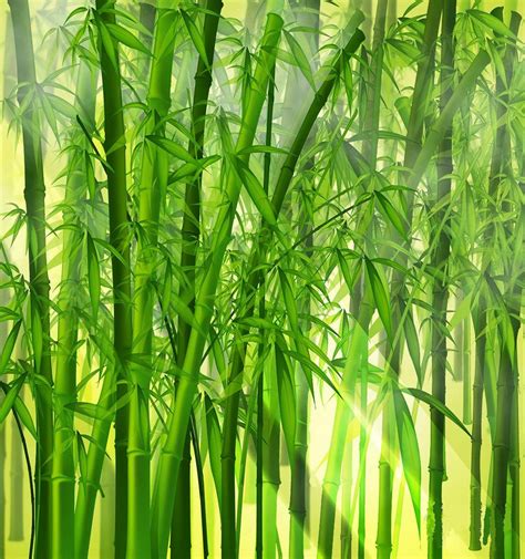 Bamboo wallpaper, Bamboo background, Lucky bamboo plants