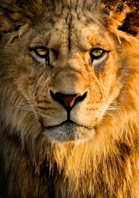 Lion Wallpapers: Free HD Download [500+ HQ] | Unsplash