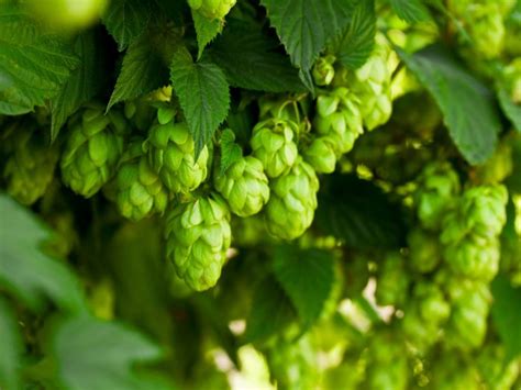 Types Of Hops Plants - Learn About Hops Varieties And Their Uses