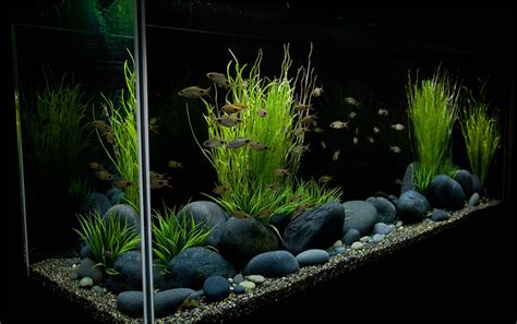 Aquarium Pebbles - 2019 Buyers Guide - Exotic Pebbles and Glass