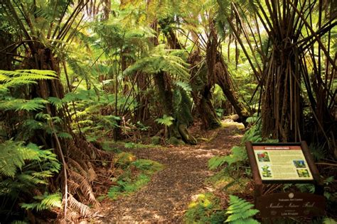 What to See, Do and Eat at Big Island's Volcano Village - Hawaii Magazine