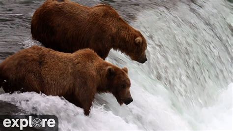 Alaskan Bear Cam in Brooks Falls – Explore.org LIVECAM