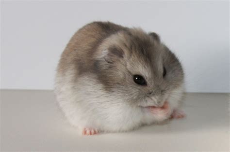 Campbell's Dwarf Hamster Winter White - Pics about space