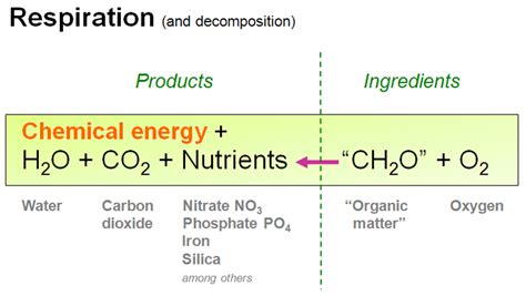 Fantastic Reverse Photosynthesis Equation Chemical For Anaerobic ...