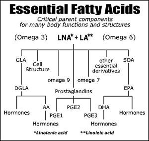 Essential Fatty Acids: What are they and why do we need them?