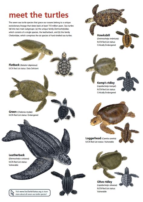 Sea turtles are ocean survivors! | The conservation psychology of sea ...