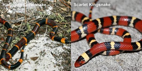 Scarlet Kingsnake – Florida Snake ID Guide