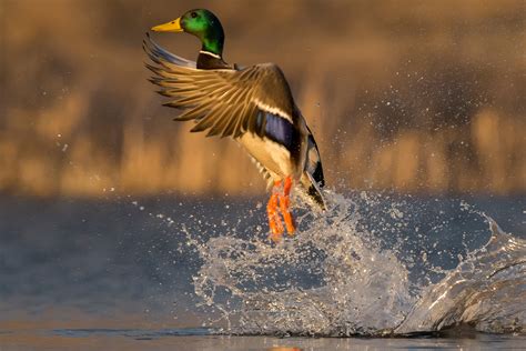 Waterfowl checklist - Nebraska Game & Parks Commission