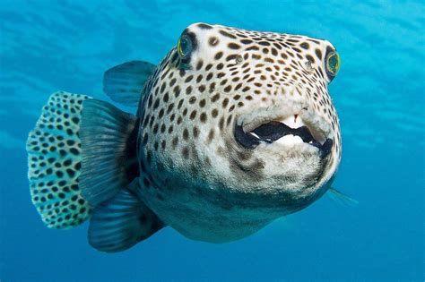 Pez globo: Características, comportamiento y cuidados 🐟