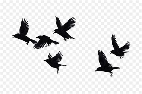 Free Crow In Flight Silhouette, Download Free Crow In Flight Silhouette ...