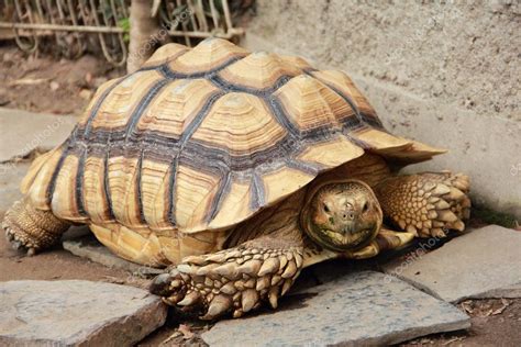 Tortuga terrestre gigante 2023