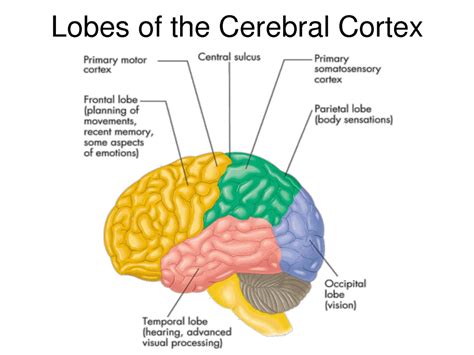 Researchers study the link between malformations of the cerebral cortex ...