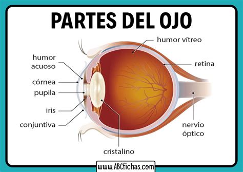 Anatomia del ojo humano - ABC Fichas