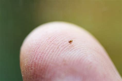 The Teeny, Tiny Ticks That Cause the Most Lyme Disease Are Out