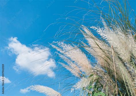 Beautiful white kans grass / kash phool (in Bengali language), just ...