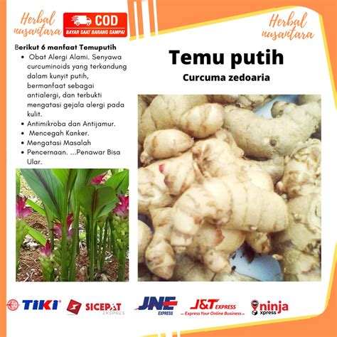 Kunyit putih segar 1kg (temu putih/curcuma zedoaria) | Shopee Indonesia