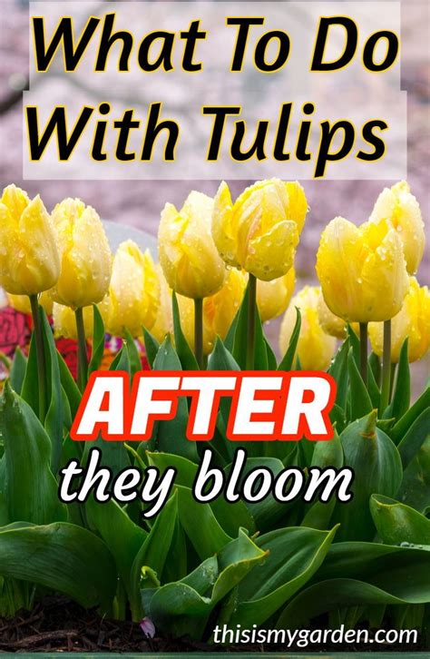 What To Do With Tulips AFTER They Bloom to keep them healthy for next ...