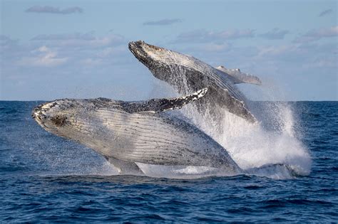 Migrating humpback whales show off in rare double breach - Storytrender