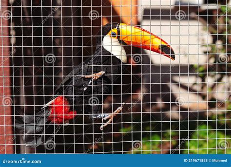 Toucan Bird Sits on a Branch in a Cage. Big Toucan in Tropical Forest ...