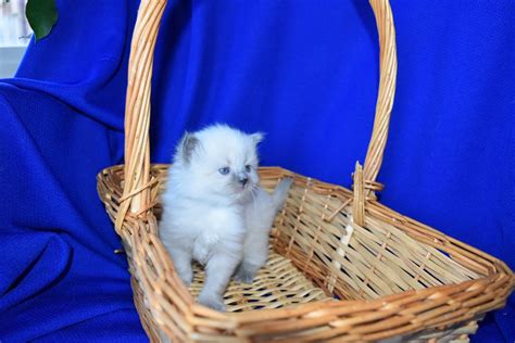 Gallery – Royal Ragdoll