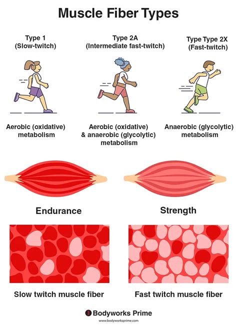 Muscle Fiber Types Explained - Bodyworks Prime