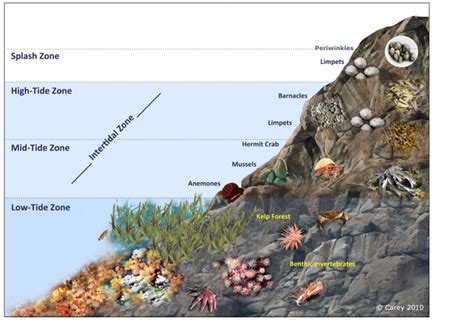 Rocky shore zonation — Science Learning Hub