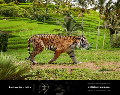 Bali tiger Malayan Tiger, Sumatran Tiger, Prehistoric World ...